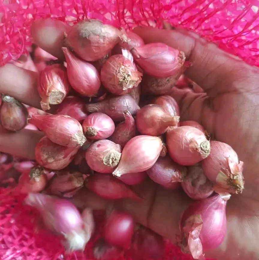 Bawang Merah Garut Mini 1Kg - Bumbu Masak Segar Berkualitas - Rempah, Bahan, Masakan, Pedas, Spices Food
