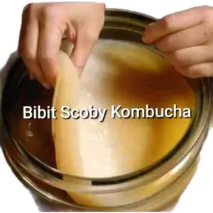 Bibit Scoby Kombucha Inti Utama untuk Pembuatan Minuman Fermentasi Cocok untuk Pemula dan Berpengalaman