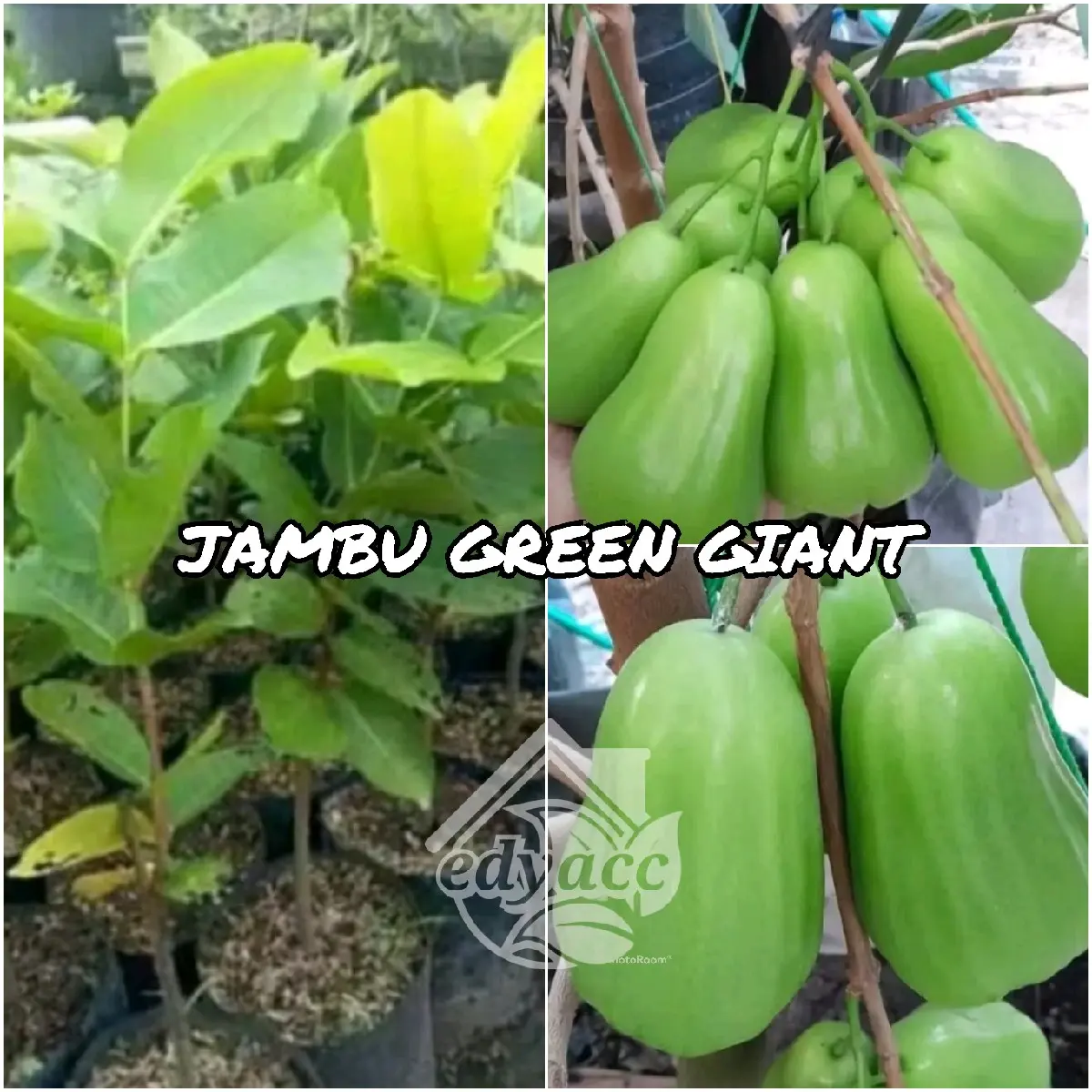 BIBIT JAMBU AIR GREEN GIANT