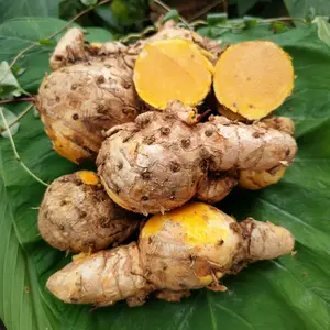 Temulawak Super Segar Bersih Tanpa Tanah