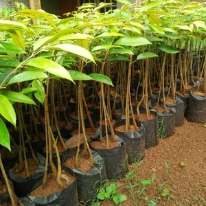 Bibit Durian Musangking Kaki 3 Super Premium cepat berbuah Bonus Pupuk untuk Pertumbuhan Cepat dan Kualitas Terbaik