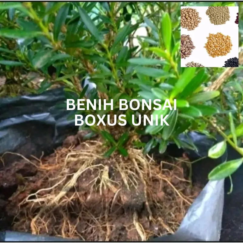 Benih Boxus (Bbt Boxus) - Bahan Bonsai Unik 2