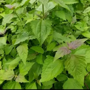 1 kg daun kirinyuh atau balakacida segar