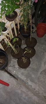 Product Review of Pot Tanaman Bahan Tanah Liat Paket 55 from T**8 3