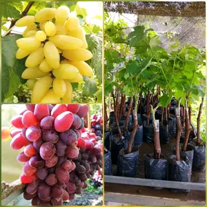 Paket Hemat 2 Bibit Anggur Impor bermacam jenis Hasil Okulasi Cepat Berbuah Tanaman Buah Segar untuk Rumah Tangga atau Bisnis Kecil