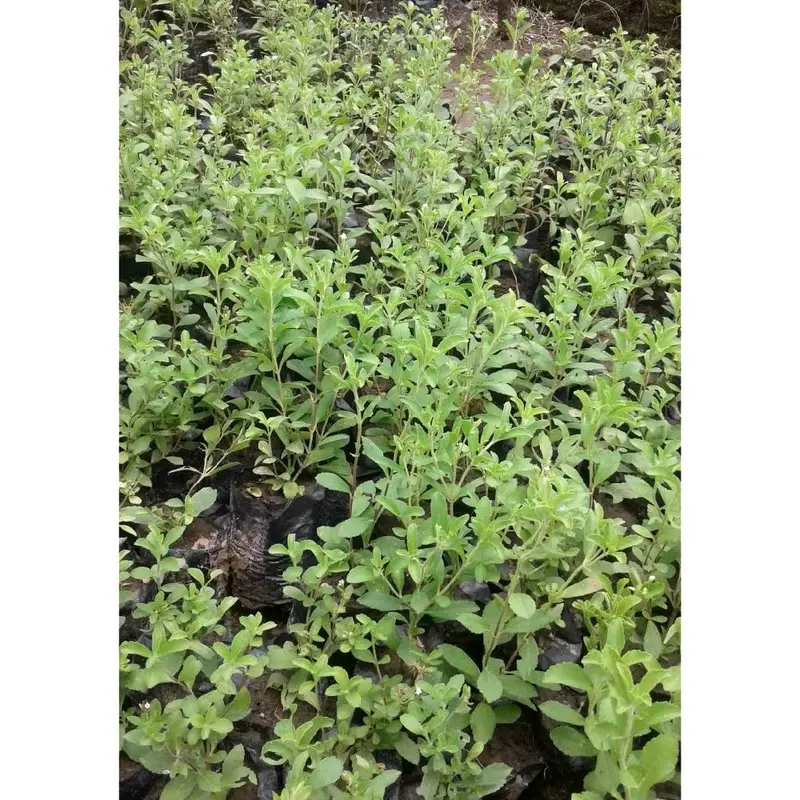Bibit Stevia Pengganti Gula artificial 2