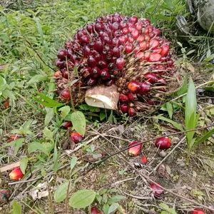 500gr buah sawit untuk campuran umpan pancing