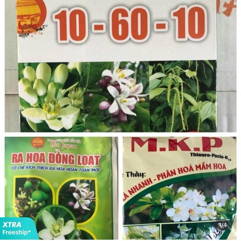 Bộ làm bông mít thái [MKP, 10/60/10, Ra hoa đồng loạt]