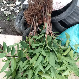 Pengiriman Tanpa Media Cangkok dan Okulasi Terbuat dari Tanpa Media Cocok untuk Taman dan Kebun