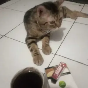 BISA COD 5558 Gunting Kuku Hewan / Pet Nail Clipper / Alat Potong Kuku Hewan