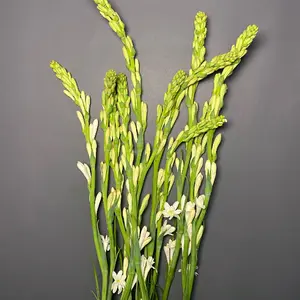 BUNGA SEDAP MALAM 10 TANGKAI (SEDANG)