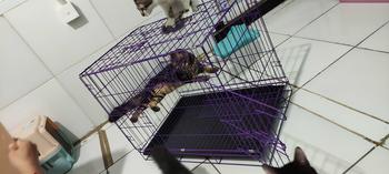 Product Review of KANDANG KUCING TINGKAT 2 SIZE L UKURAN 60X40 KOKOH DAN TEBAL from t**💞 1