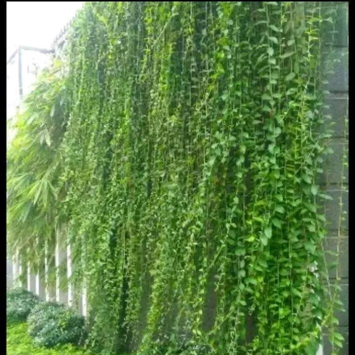 Tanaman Artificial Lee Kwan yew 1