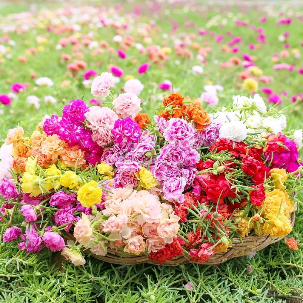 500 BUTIR BENIH BUNGA MOSSROSE/PORTULACA ROSE