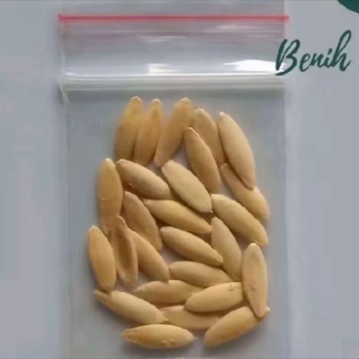 Tanaman/bibit pisang merah/pisang kidang 3