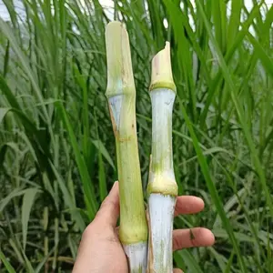 bibit stek rumput pakcong pakan ternak