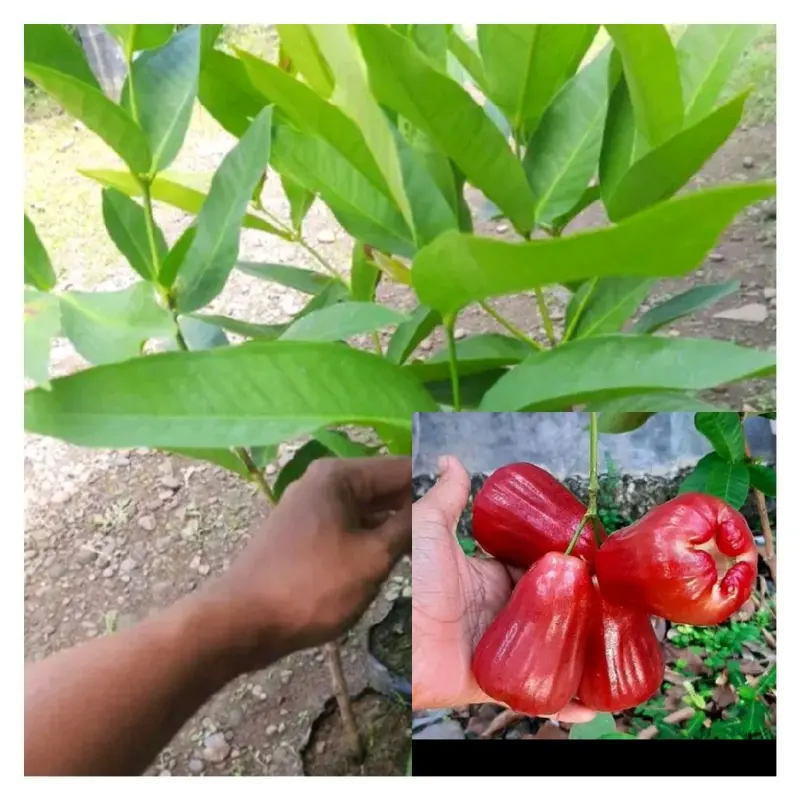 bibit jambu air citra okulasi 0
