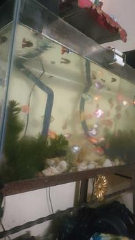 Product Review of COD sintetis cabomba green hiasan aquarium from W**G K**N 0