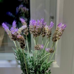 Bó 20 hoa - Oải hương