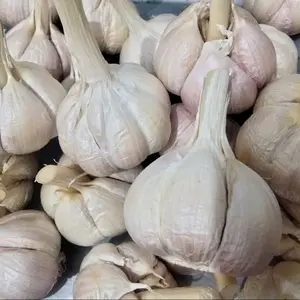 Bawang putih kating bersih tersedia ukuran  500gram dan 1kg