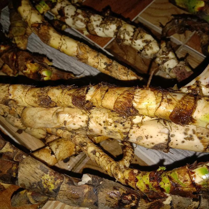 dlingo segar 100 gr,jeringau,dlingu 0
