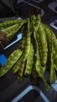 Product Review of Pete Padi Ukuran Sedang 10 Lonjor Termurah from P**y 0