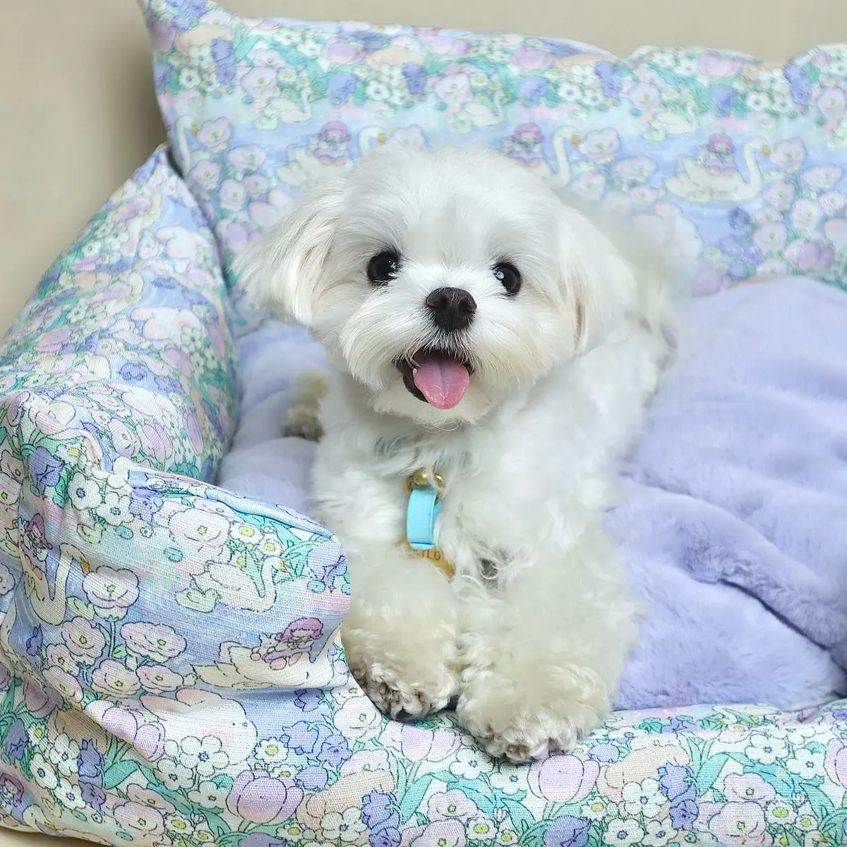 Water-resistant Handmade Dog Cat Sofa Bed, Cushion, Bed, Removable Cover, Washable dogbed