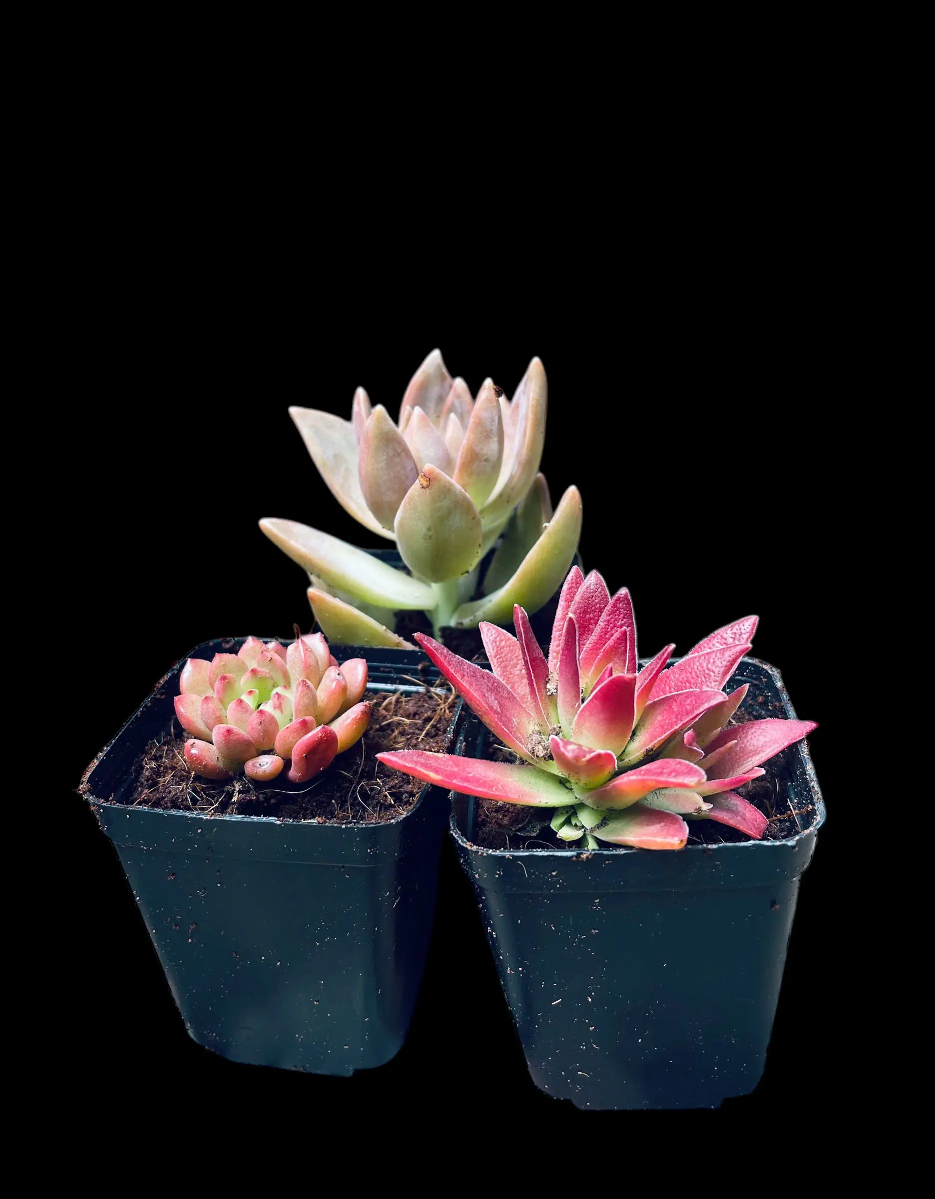 Combo 3 chậu sen đá size tiny 3-5cm kèm chậu nhựa, đất dinh dưỡng, đá decor