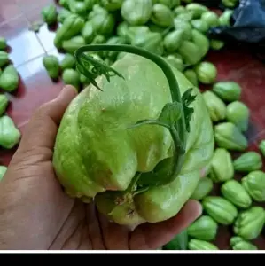 Bibit Labu Siam Sudah Bertunas Siap Tanam