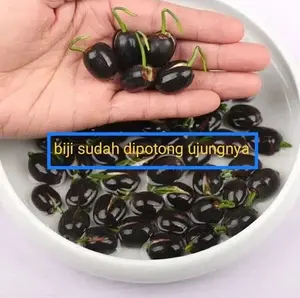 Benih teratai air murni dan berwarna cerah, garansi uang kembali 100%. Sempurna untuk ditanam di rumah, teras, dan taman jika tidak berkecambah, ideal untuk pemula dan penanam yang menginginkan perawatan minimal.