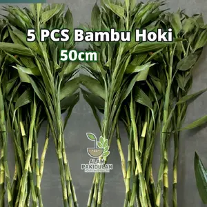 5 PCS Bambu Hoki panjang 50cm / Bambu Hoki Sri Rejeki