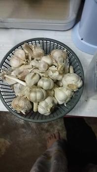Product Review of BAPUT KATING 500GR 1 KG  BAWANG PUTIH KATING FRESH from S**i 1