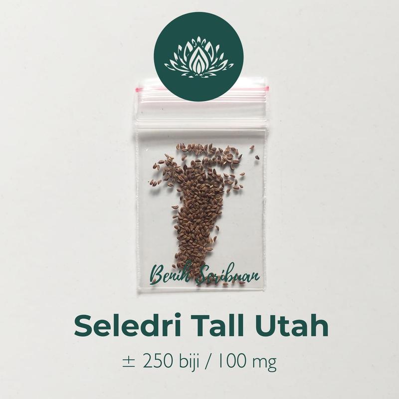 250 Bibit Seledri Batang Besar Tall Utah Benih Tanaman Sayuran Celery Stick Premium Super Unggul 6