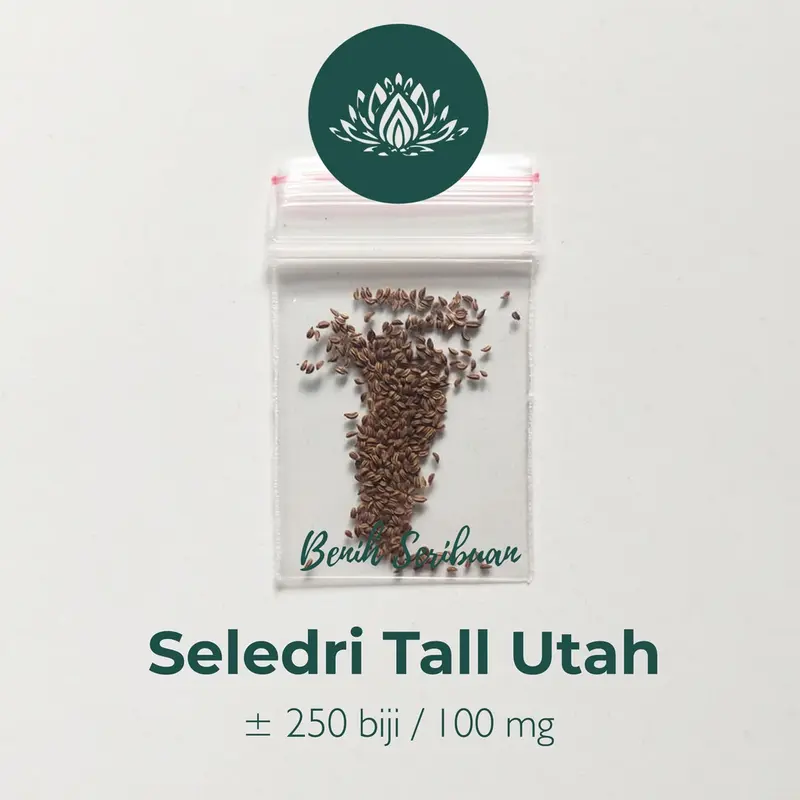 250 Bibit Seledri Batang Besar Tall Utah Benih Tanaman Sayuran Celery Stick Premium Super Unggul 6