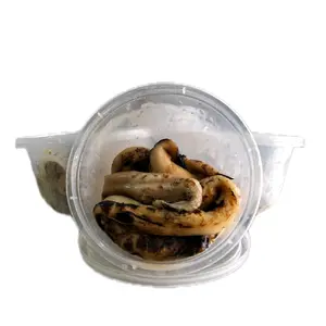 UMPAN GALATAMA LELE OTOT SAPI BAKAR