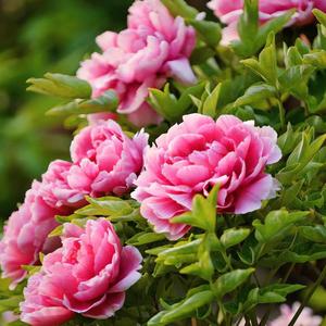 100 piezas Peonía Hongyan Yingxue Rostro Rojo Reflejado en Nieve Flor Ornamental de Gran Belleza Ideal para Jardín y Hogar