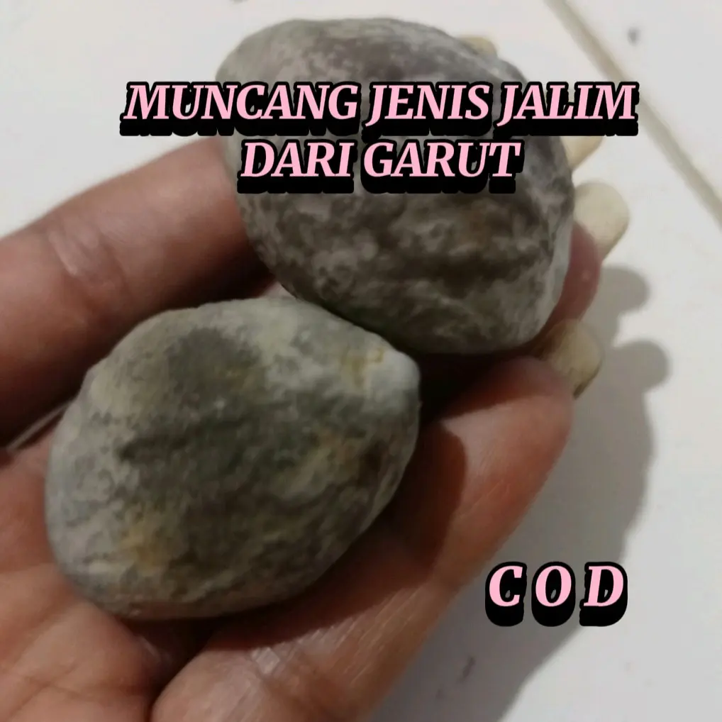 MUNCANG JENIS JAyanti  2 biji DARI GARUT