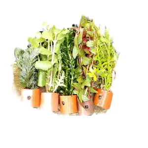 Paket Tanaman 5 Pot 5 Jenis Random Hiasan Akuarium Tanaman Aquascape Media Pot Harga Per 5 Pot Sesuai Yang Ready