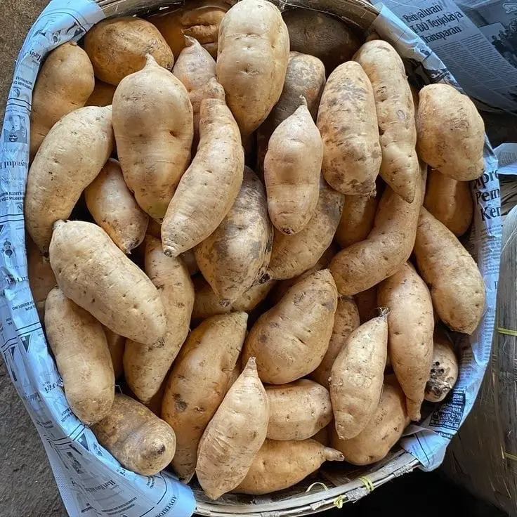 1KG UBI MADU CILEMBU MENTAH TELO MADU SIAP DI OLAH  Makanan Cemilan Manis Oven 1