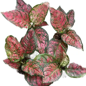 Paket aglonema dut anjamani 4 batang