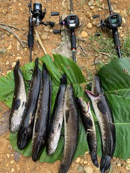 Product Review of Lure Soft Frog Mini umpan pancing Ukuran 3cm Berat 5grm Untuk Mancing Casting Ikan Gabus from ** 0