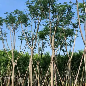 Tanaman peneduh pohon Flamboyan - Pohon Flamboyan tinggi 6 meter - Pohon bercabang dan rindang - Pohon Flamboyan diameter batang 15cm