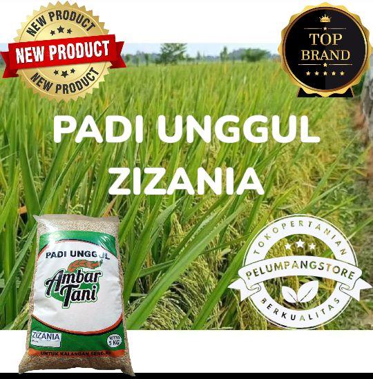 Product Introduction of PADI DAN BENIH BENIH PADI ZIZANIA PREMIUM 5kg original produk 4
