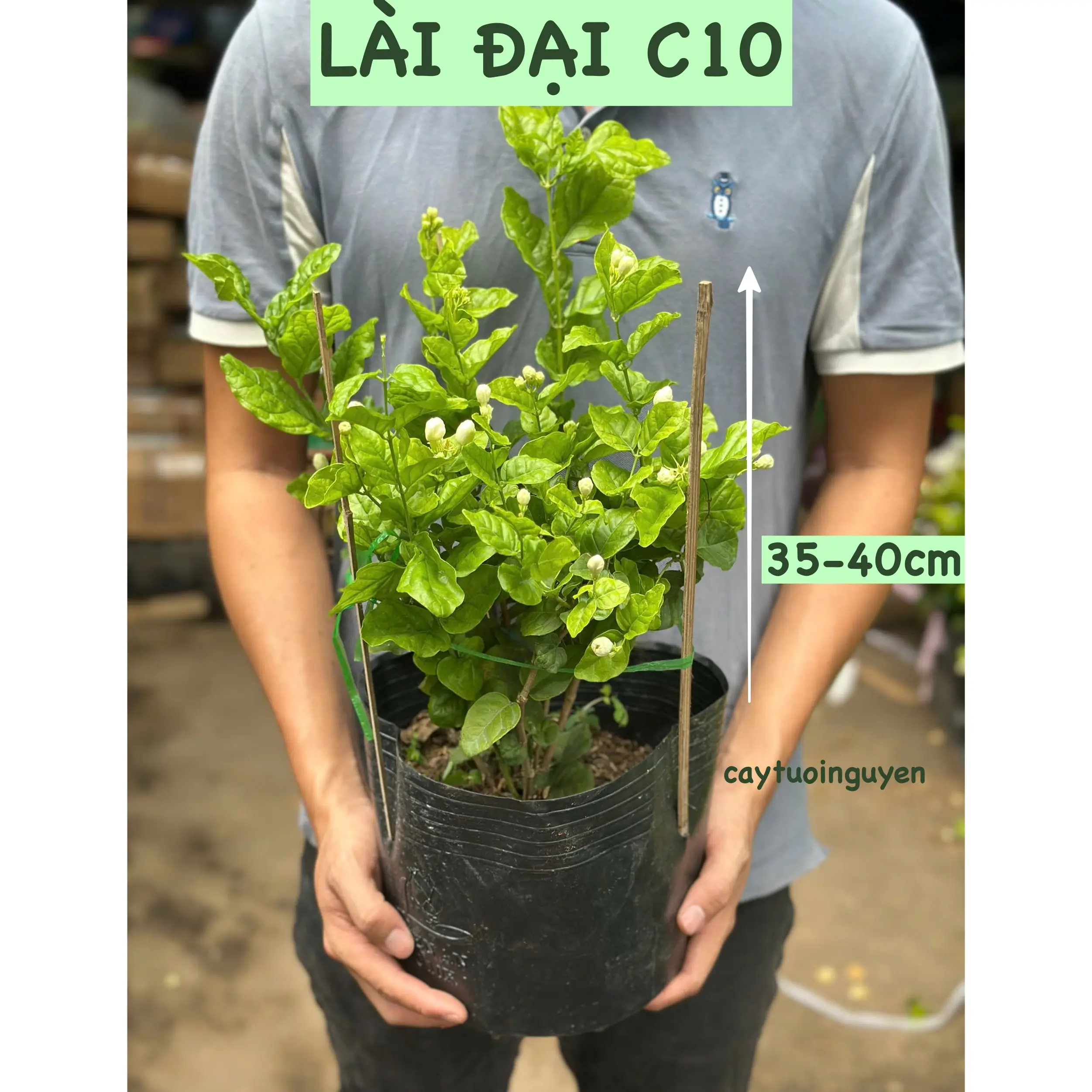 Đại- Cao 40cm (C10)