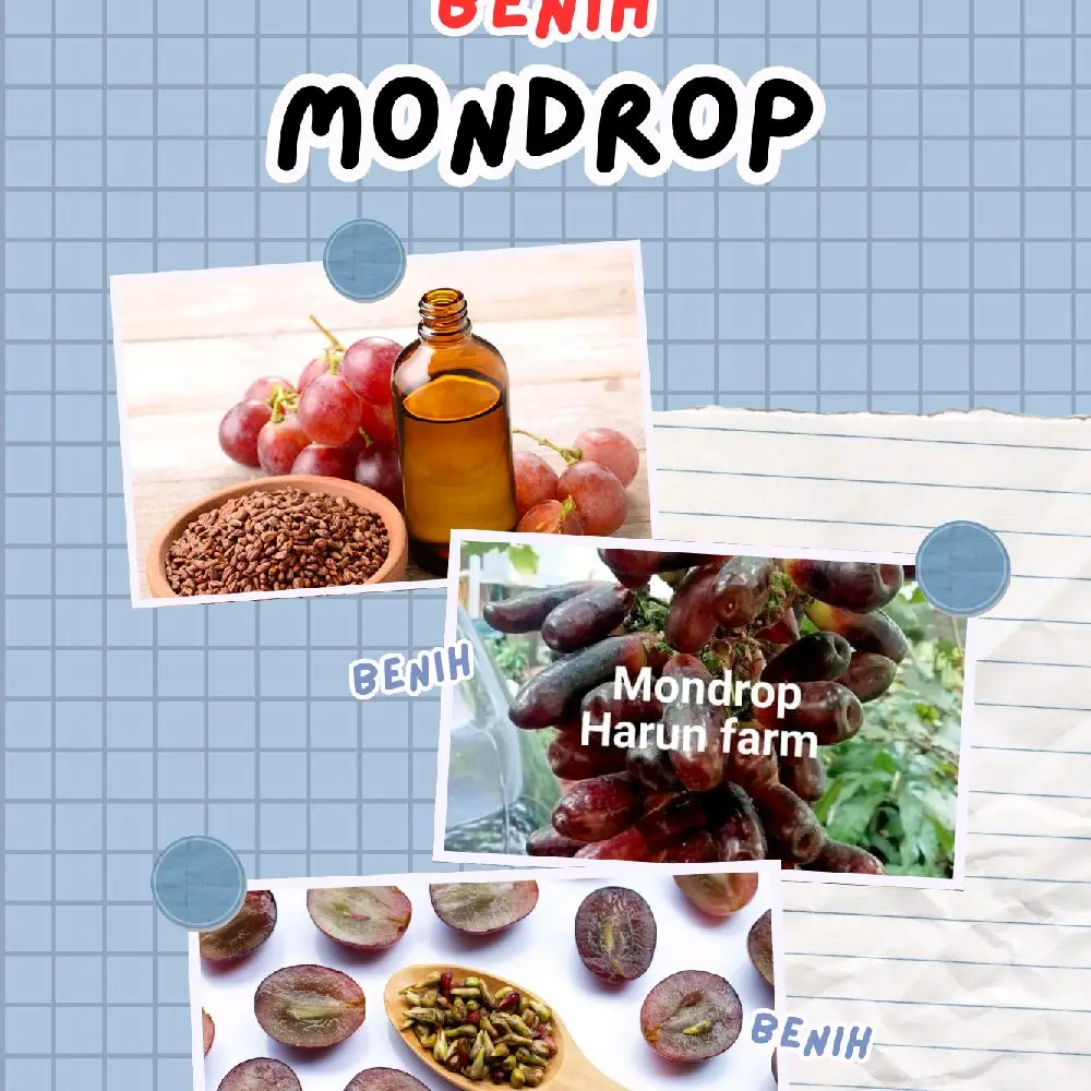 benih anggur mondrop di jamin valid