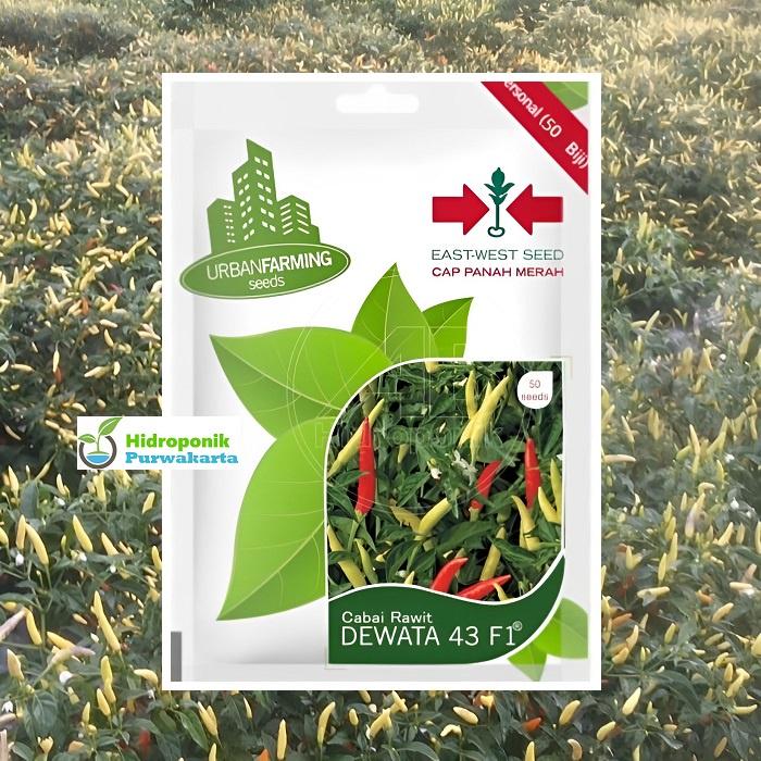 Gambar Benih Cabe Rawit DEWATA 43 F1 Cap Panah Merah Isi 50 Butir dari Hidroponik Purwakarta Kab. Purwakarta Tokopedia