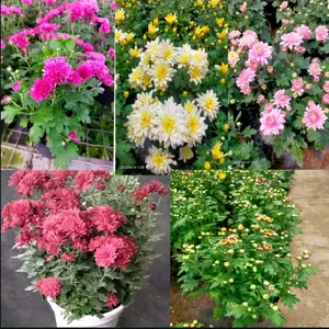 tanaman krisan aster paket 5 warna sudah ada bunga kuncup