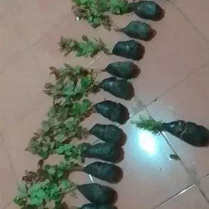 Bunga MAWAR JUMBO SUPER WANGI BERBUNGA -  Tanaman Mawar Harum Berbunga Bibit Daun