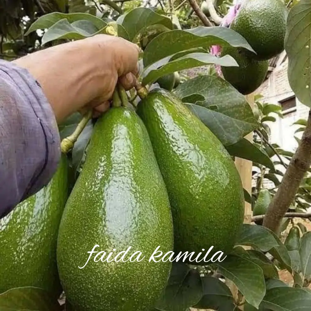 benih/bibit buah alpukat aligator jumbo