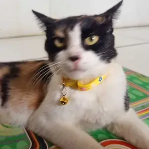(Harga 1 Biji) Collar Kalung Hewan Lonceng Bunyi Motif Ikan Tulang Garis Bunga Kawat Kucing Kalung Leher Kucing Anjing Cat Collar Dengan Buckle